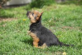 Bis in die 60er jahre wurden. Norwich Terrier Allekleinehunderassen De