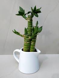 Maybe you would like to learn more about one of these? Lucky Bamboo Feng Shui Benefits How To Grow And Care Plantdecors Blog