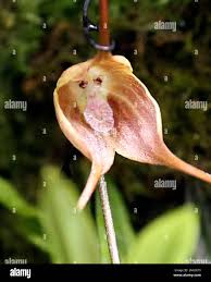 An orchid of species Dracula gigas is ...