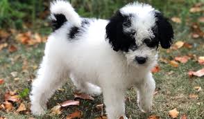 Shelby goldendoodles & springerdoodles is located on our family farm in central illinois. Red Goldendoodle Puppies In Michigan By Brooke View Doodles Red Mini Goldendoodles