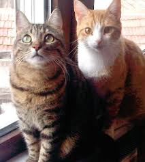 Uc Gunluk Kedi Deneyi