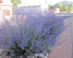 Commonly known as russian sage. Pin On Front Garden Front Door