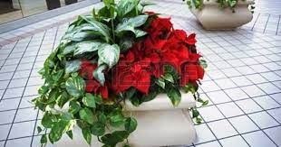 Planter Pots With Ivy And Poinsettia Flowers Inside Shopping Poinsettia Flower Poinsettia Plant Flower Planters