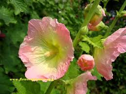 Peach Hollyhock Flower Pictures Hollyhocks Flowers Flower Pictures Flowers Photography