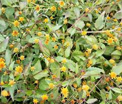 Image result for Spilanthes