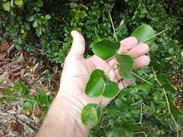 Image result for Dovyalis lucida