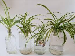 Spider plant propagation from leaf. Propagating Spider Plants Aloe Of The Plants