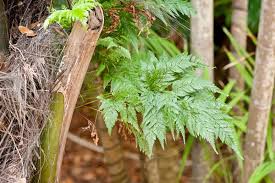 Image result for Rumohra adiantiformis