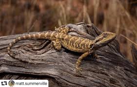 Image result for Pogonarthria