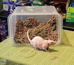 Cosmo Joses Friendly Rat A Dumbo Cornish Rex Played With The Children And Enjoyed The Snacks They Had For Him At Cornish Rex How To Dry Basil Friendly