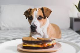 7 Kulinarische Tabus Fur Hund Und Katz