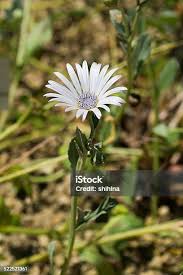 Image result for Arctotis venusta