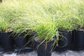 Image result for Carex sp.no.1