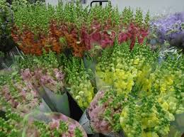 New web store is now up! Texas San Antonio Bill Doran Company Wholesale Florist Bulk Flowers Nationwide