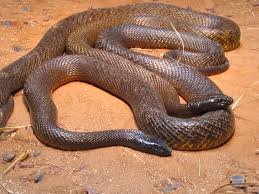 Mai) um 19.30 uhr und sonntag (15. Quacked Com This Website Is For Sale Quacked Resources And Information Snake Inland Taipan Reptile Snakes