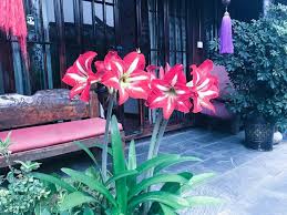 纳西族木质四合院 特色大床房 古色古香 闹中取静 交通餐饮便利毗邻四方街木府以及酒吧街 美食街 houses for rent in lijiang yunnan