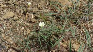 Image result for Xenostegia tridentata