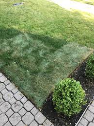 Alternative splicing of this gene results. Need Help With New Sod That Appears To Be Dying You Can See The Small Sections Of New Sod That Appear To Be Ok Dark Green But The Other Areas Appear To