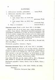 Image result for Elatostema paivaeanum