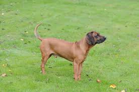 Bayerischer Gebirgsschweisshund Ein Ausgeglichener Jagdhund