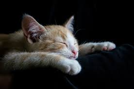 If not, calm it down with cuddles or by playing relaxing music for cats from online playlists. Why Do Cats Sleep So Much Cat Information Mad Paws Blog