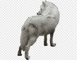 Cekoslovak Wolfdog Alaska Tundra Kurdu Kutup Kurdu Digerleri Etobur Kopek Gibi Memeli Png Pngegg