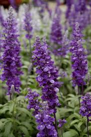 Image result for Salvia farinacea