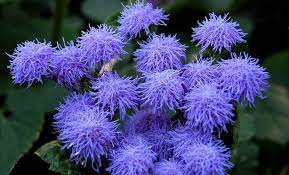 These popular bedding plants are most often purchased as. Ageratum How To Grow And Care For Floss Flower Garden Design