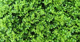 Image result for Murraya