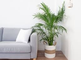 We did not find results for: Palm Trees Indoor Plant Care Growing Guide