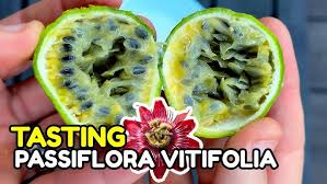 Image result for Passiflora vitifolia