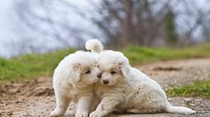 Cute white fluffy dog breeds. 12 Dog Breeds That Only Have White Coats