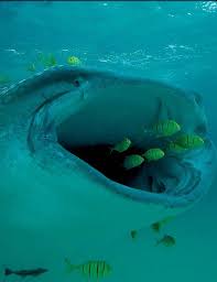 Whale Shark Biggest Fish In The World Eats The Smallest Fish Deep Sea Creatures Ocean Creatures Shark