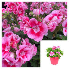 Image result for Geranium