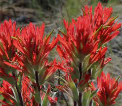 Wild flower condominium from mapcarta, the free map. Summer Wildflowers Guide Deschutes Land Trust