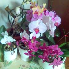 In the winter this will be even less: How To Take Care Of Potted Orchids Dengarden