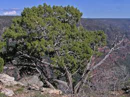 Sources differ on the age of these trees, with some saying 900 years and others 500. Southwest Colorado Wildflowers Juniperus Osteosperma