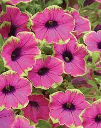 Petunias Petunias Purple Petunias Plants