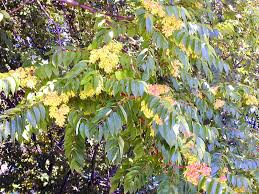 Image result for Ailanthus