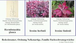 Image result for Psilotrichum sericeum