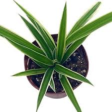 Image result for Chlorophytum minor