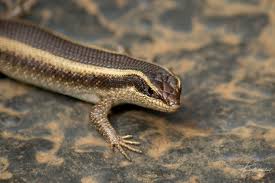 Image result for Stipularia africana