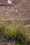 Image result for Xerophyta schlechteri