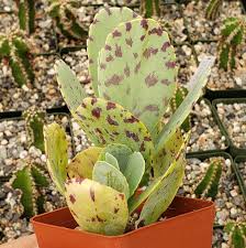 Image result for Kalanchoe marmorata