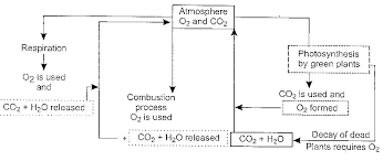 Write A Short Note On Oxygen Cycle Owlgen Com