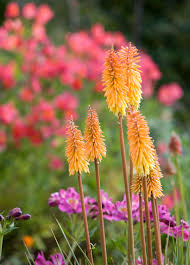 Instead, plant large patches of the same plant in. 10 Nectar Rich Plants To Put In Your Garden For Pollinators Spring Garden Flowers Flower Garden Plants