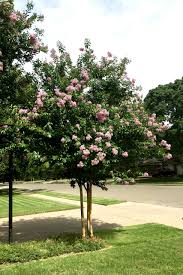 When roots have filled out the soil in the larger container, plant your crepe myrtle in your landscape. Basic Crape Myrtle Care Crape Myrtle Trails Of Mckinney Texas