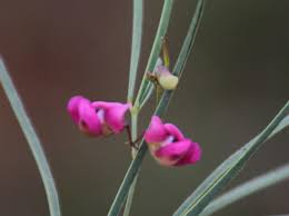 Image result for Dolichos angustifolius