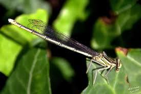 Libellule Libellule Nantes Flic