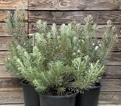 Image result for Clutia galpinii